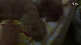 恶心的吃瓜视频