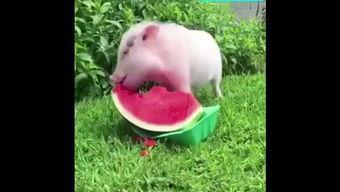 直播吃瓜小猪,揭秘网络红人的爆红之路