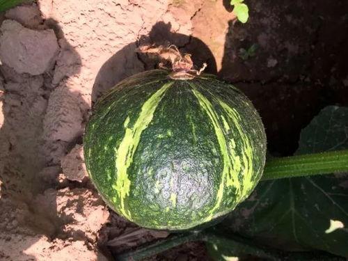 健身吃贝贝瓜,贝贝瓜助力健康塑形