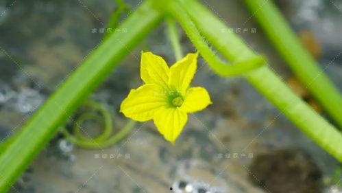 小松吃瓜,揭秘瓜界那些事儿