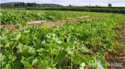 只吃碳水的瓜,探索无糖生活的甜蜜秘密