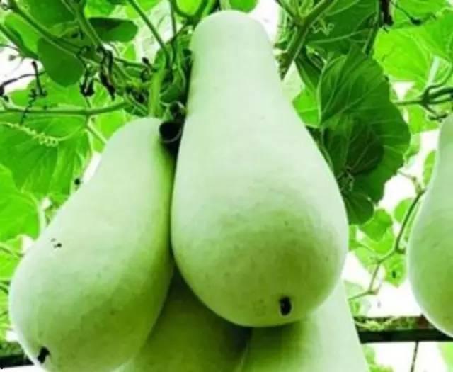 吃葫芦瓜腹泻呕吐,腹泻呕吐的饮食警示