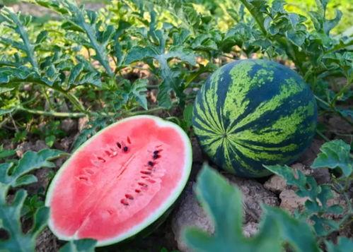 跳塘吃瓜,揭秘网络热词背后的趣味与思考