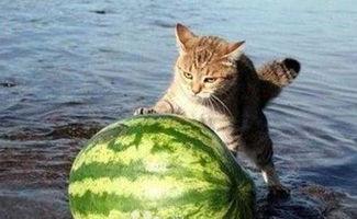 猫吃吊瓜吗,揭秘猫能否吃吊瓜