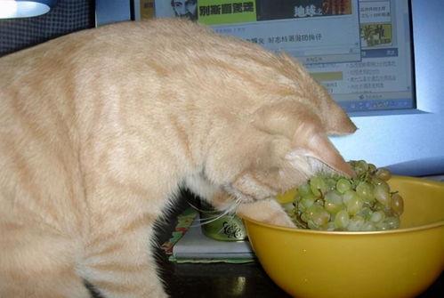 猫吃吊瓜吗,揭秘猫能否吃吊瓜