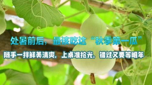 处暑吃瓜,瓜果飘香，尽享清凉夏日盛宴