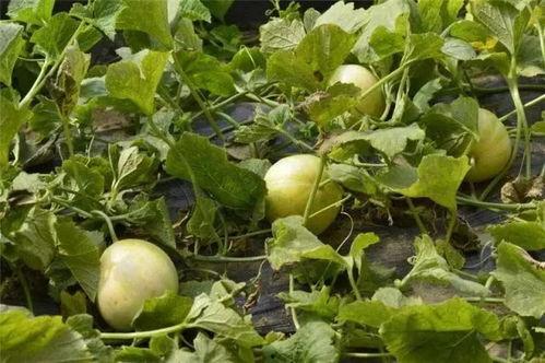 做梦在香瓜地吃瓜,一场甜蜜的瓜果盛宴