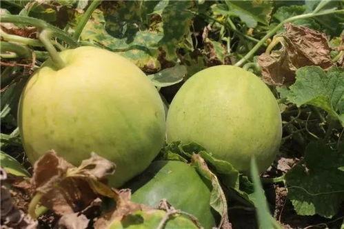 做梦在香瓜地吃瓜,一场甜蜜的瓜果盛宴