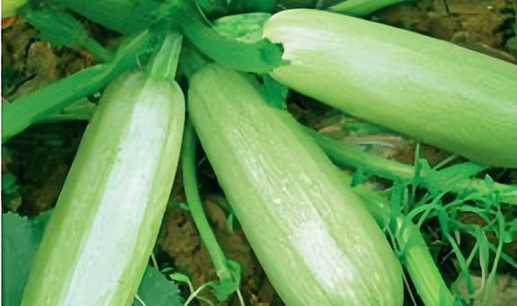 吃白瓜有哪些功效,揭秘吃白瓜的五大神奇功效