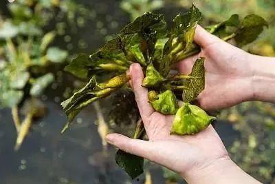 菱的吃瓜日记,揭秘娱乐圈幕后故事