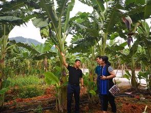 册亨县吃瓜,探寻当地特色美食之旅