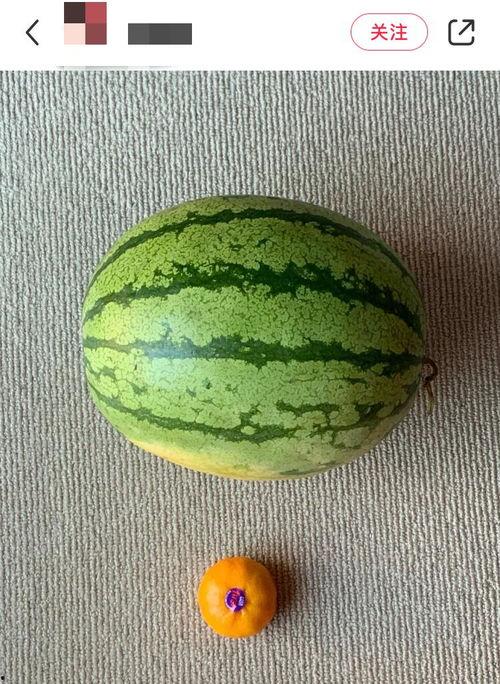 老外吃石头瓜,老外挑战吃石头瓜的奇特体验