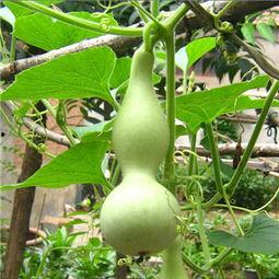 小孩可以吃瓠瓜,瓠瓜营养美味，助力宝宝健康成长