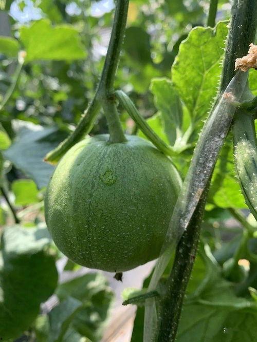 三庄吃瓜,一场别开生面的吃瓜盛宴