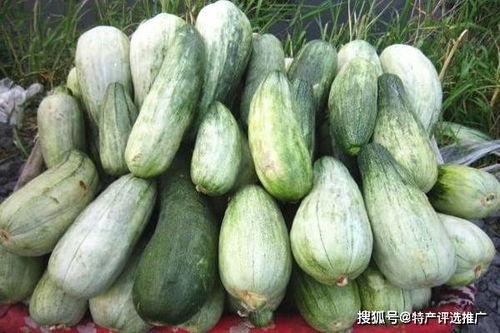 吃各地特产算吃瓜吗