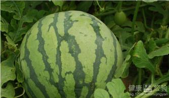 湖南怀化吃瓜事件,一场网络热议背后的真相探寻