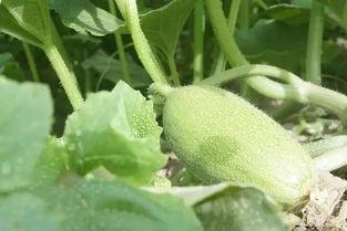 吃瓜变成了被吃瓜