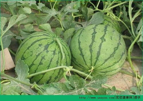 吃瓜吃西瓜的好处,西瓜吃出健康与快乐