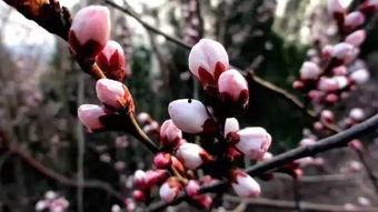 汾阳吃瓜杏花,吃瓜赏花两不误