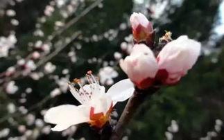 汾阳吃瓜杏花,吃瓜赏花两不误