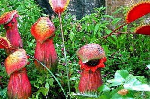 食人花吃瓜,揭秘神秘食瓜奇观