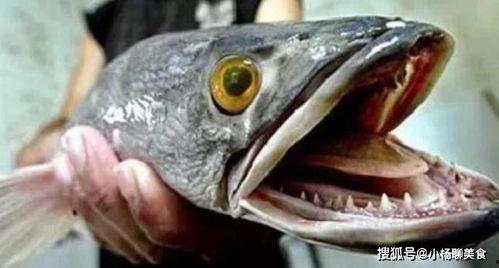 小鱼吃瓜爆料视频,独家爆料视频幕后故事