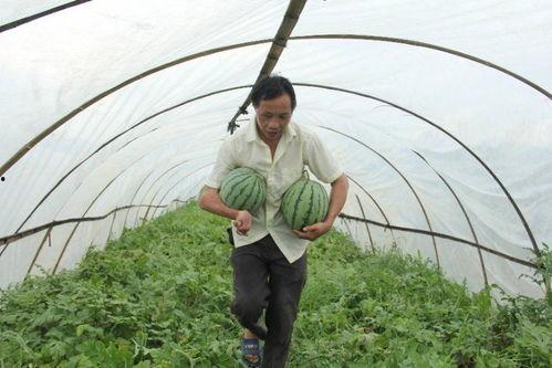 山西吃瓜群,揭秘民间美食背后的故事