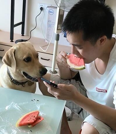 狗狗游泳吃瓜去了,游泳吃瓜两不误