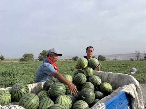 爬山吃瓜图,一幅爬山吃瓜图背后的故事