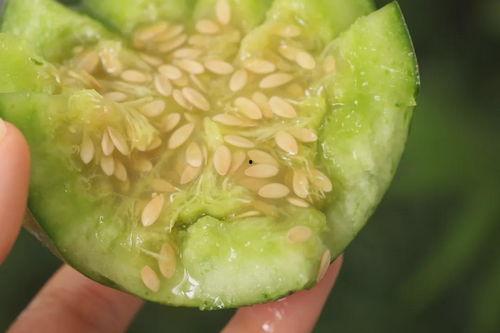 吃绿宝瓜容易放屁嘛