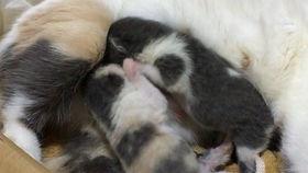 奶喵吃瓜,揭秘娱乐圈那些不为人知的幕后故事  第2张