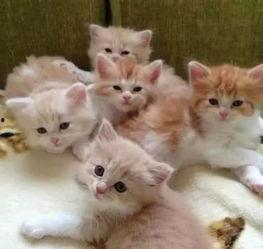 奶喵吃瓜,揭秘娱乐圈那些不为人知的幕后故事  第3张