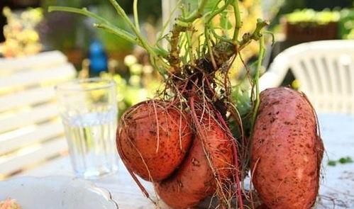 尿酸高可以吃瓜孑,瓜果中的天然降酸利器  第3张