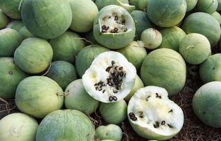 吃瓜稀碎,揭秘娱乐圈背后的真相与笑料