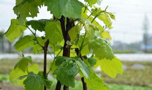 树叶寂然吃瓜,揭秘网络热点的背后故事