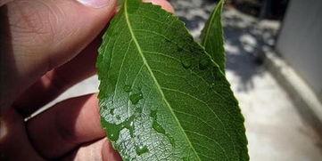 树叶寂然吃瓜,揭秘网络热点的背后故事  第2张