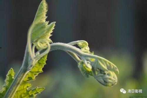 树叶寂然吃瓜,揭秘网络热点的背后故事  第3张