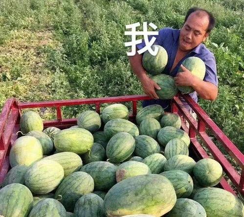 瓜地吃瓜娱乐圈,娱乐圈的甜蜜与苦涩  第2张