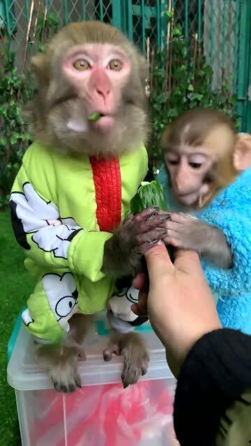 社会小猴吃瓜,揭秘网络热点背后的真相与笑料  第3张