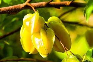 2017立秋几点吃瓜  第2张