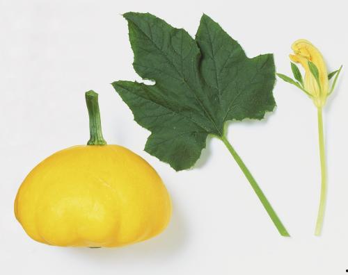 树叶吃瓜王者,树叶与瓜王者的奇幻冒险之旅