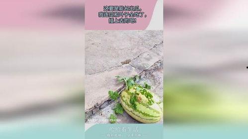 树叶吃瓜王者,树叶与瓜王者的奇幻冒险之旅  第2张