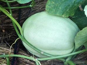 树叶吃瓜王者,树叶与瓜王者的奇幻冒险之旅  第3张