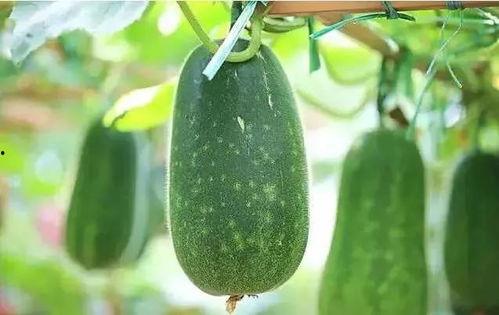 怎么让吃瓜人戒瓜呢视频,揭秘戒瓜攻略  第3张