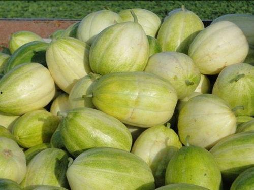 法教吃瓜,吃瓜群众揭秘神秘法教世界  第3张