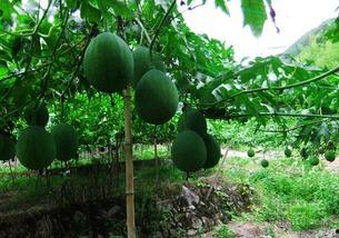 宝宝吃吊瓜好么