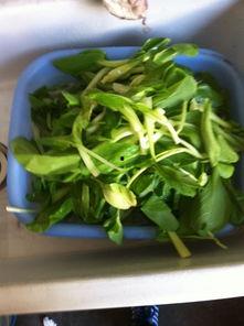 宝宝吃吊瓜好么  第3张