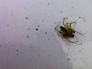 专吃瓜菜叶的飞虫