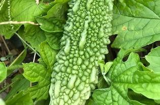 吃瓜彼岸花,揭秘网络热词背后的文化现象  第1张