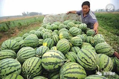 相亲吃的瓜,那些让人捧腹的美食瓜料